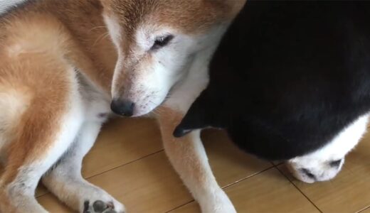 柴犬 空まめの脚を治す黒柴 大福まめ
