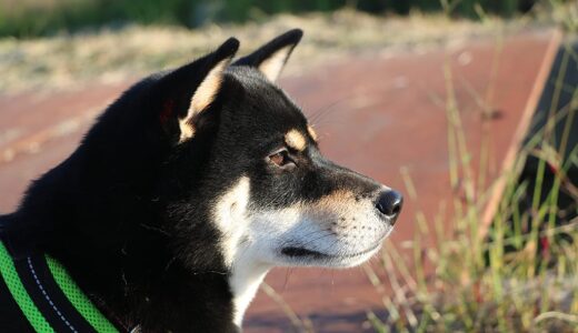まめ家の柴犬たちと秋の散歩風景
