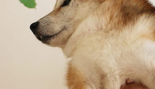 胴の長い猫に対抗してみた柴犬 空まめ