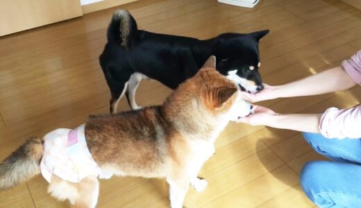 鳥のささみでおいしいおやつが出来上がります。（動画あり）