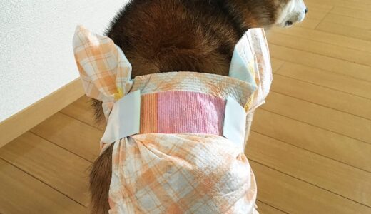 おむつが必要になった柴犬 老犬 空まめ：ユニチャームとP.oneのおむつを比較（動画あり）
