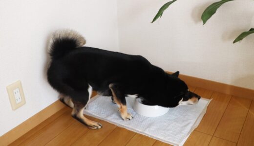 まめ家の柴犬にモグワンドッグフードを食べさせてみた。（動画あり）