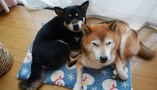 お留守番の柴犬たち