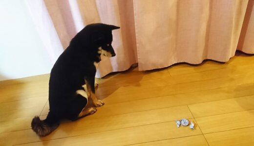 黒柴 大福まめがゴキブリ殺虫剤（たぶんKINCHO コンバット ハンター）を食べちゃった。