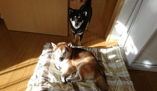 下のソーシャルリンクからフォロー