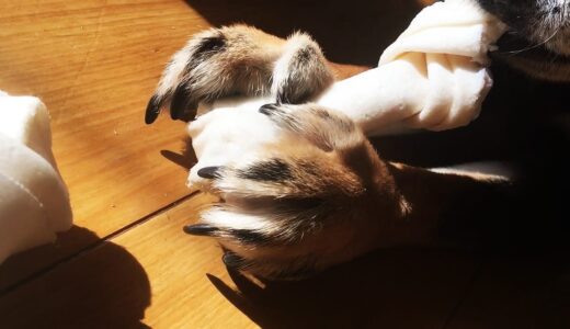 一生懸命ガムを噛むときの手がかわいい黒柴 大福まめ（動画あり）