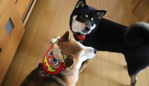 柴犬一家 まめ家の節分
