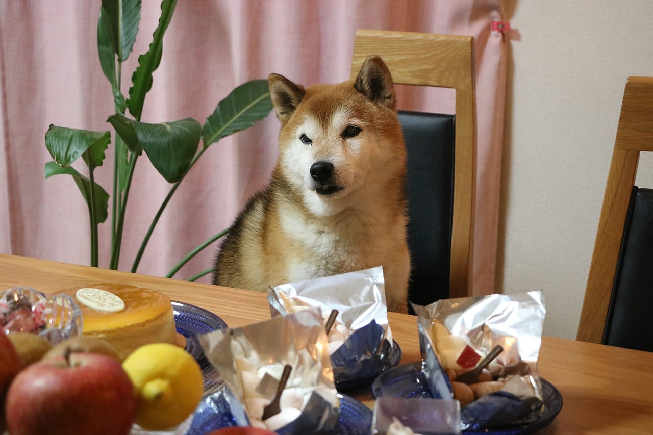 柴犬 空まめ14歳の誕生日を祝う まめ家の柴犬 柴犬 空まめ14歳の誕生日を祝う まめ家の柴犬
