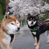 家族紹介