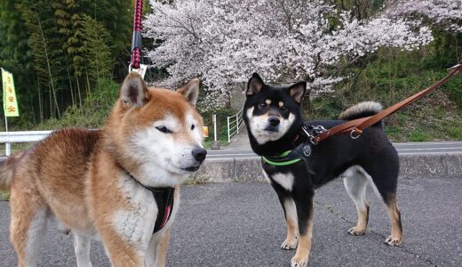 平成最後の桜とまめ家の柴犬たち。五弁の桜の花が落ちているのはヒヨドリの仕業。