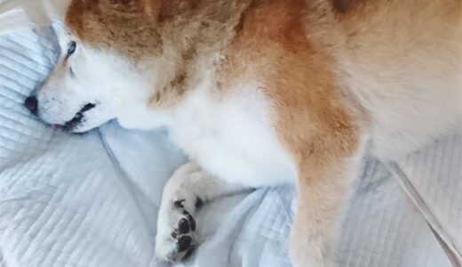 下のソーシャルリンクからフォロー