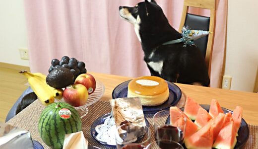 7月4日は柴犬 大福まめ 3歳の誕生日