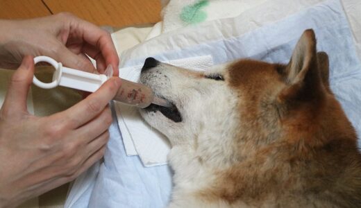 柴犬 空まめ てんかんの重積発作から植物状態に陥る