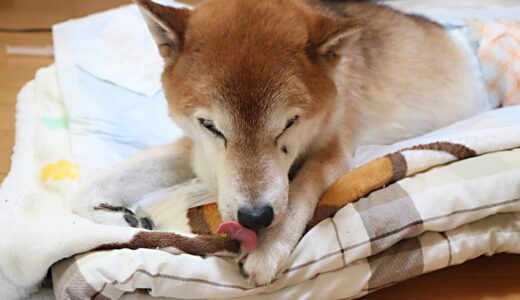 柴犬 空まめ 介護日誌