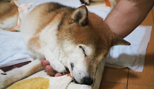 柴犬 空まめが脳梗塞になってしまいました。