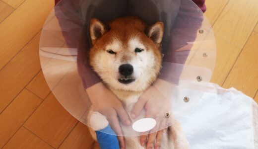 下のソーシャルリンクからフォロー