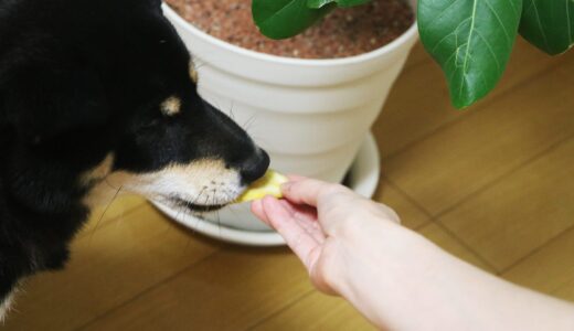 ワンワンワンの日にバナナ