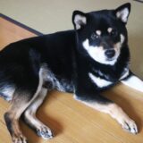 本来の黒柴の毛色を考えると、烏柴（カラスシバ）という柴犬品種があってもいい。