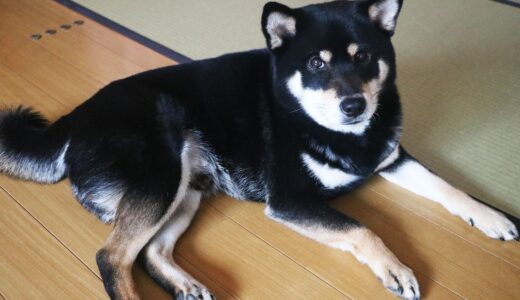本来の黒柴の毛色を考えると、烏柴（カラスシバ）という柴犬品種があってもいい。