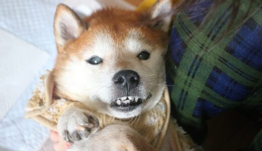 空まめの手の傷がやっと治りました。膿が出ていても、抗生剤が効かない怪我もあるんですね。