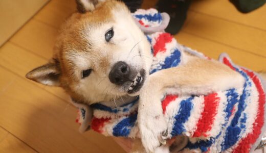 老柴犬 空まめに2着目の部屋着