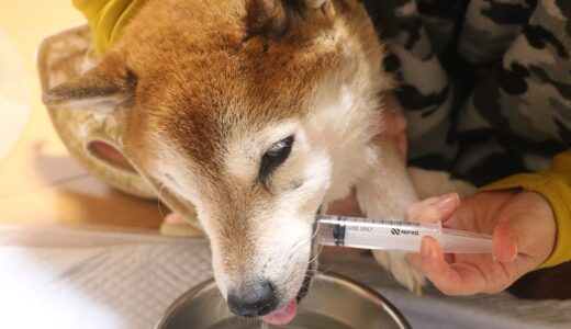 老柴犬 空まめの介護：食事の後は口を洗浄しましょう。（口腔ケア）