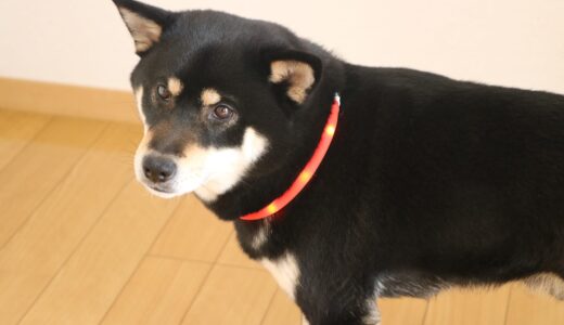 夜の散歩はLEDで光る首輪が「工事中」みたいに点滅して目立ちます。