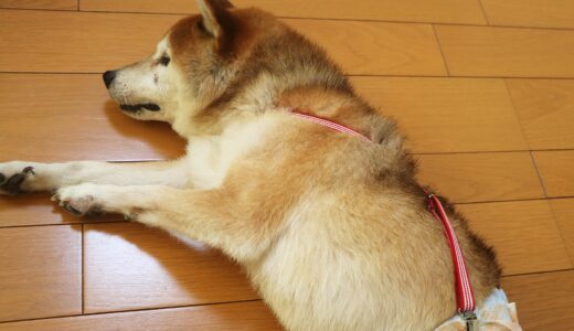柴犬 空まめ サスペンダーをつけたら、オムツもちょっとオシャレになりました。