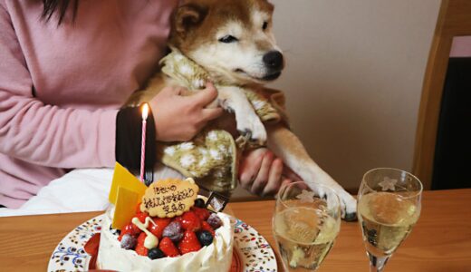 2月8日は柴犬 空まめの誕生日です。15歳をお祝いしました。