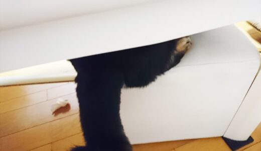 下のソーシャルリンクからフォロー