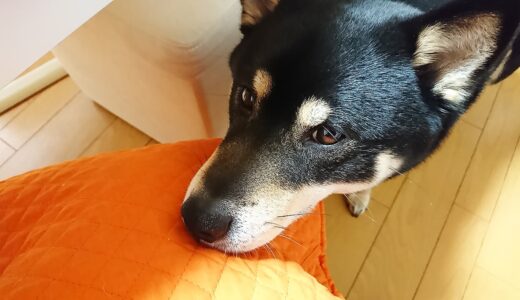 黒柴 大福まめ、あまえたいけど…