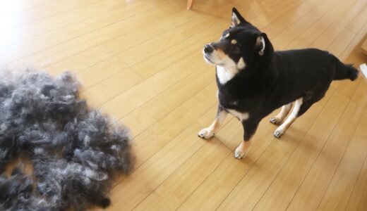 換毛期には黒い山ができます。