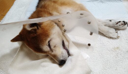 柴犬 空まめの介護が始まって2年が経過しました。