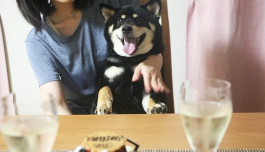 黒柴 大福まめ5歳の誕生日