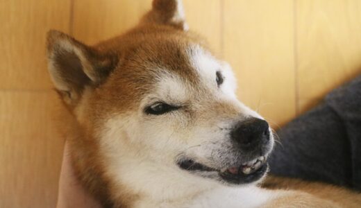 柴犬 空まめの体調に異変