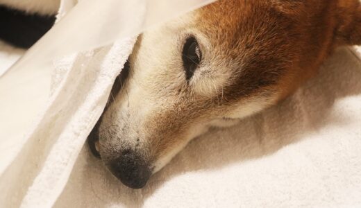 柴犬 空まめに褥瘡ができてしまいました。