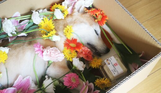 2021年8月31日　柴犬 空まめが亡くなりました。