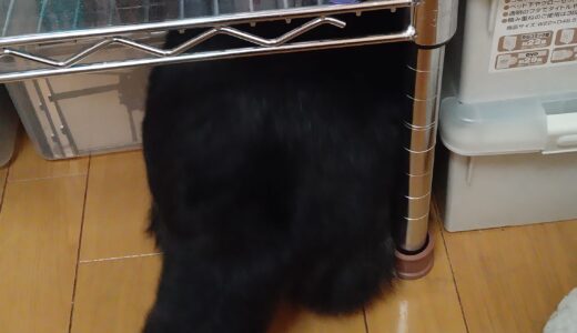黒柴大福まめは雷が大嫌い！DHCのペット用健康食品「おだやか」を試してみた。
