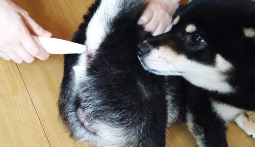 LONGMADAペット用バリカンでムダ毛をカット