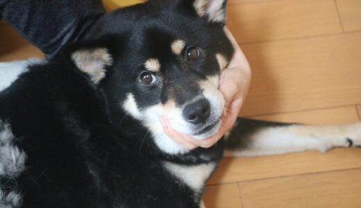 黒柴大福まめの秋の換毛