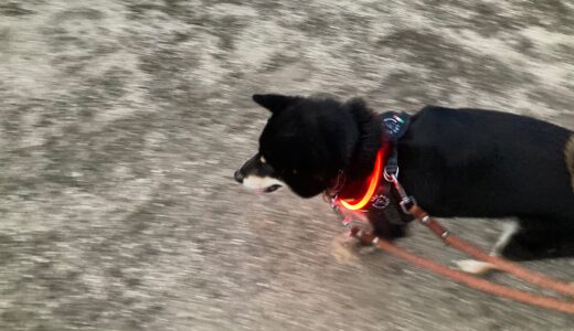LEDが光る夜の散歩用首輪を新調
