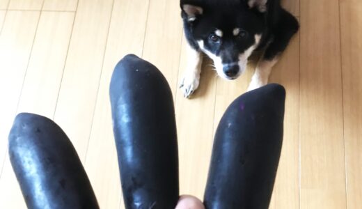 黒柴大福まめと茄子