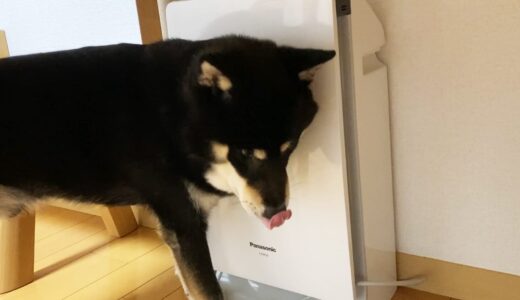黒柴大福まめには空気清浄機が無くてはならないツールです。