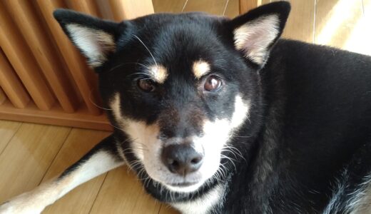 黒柴大福まめの眉毛が片方だけに？