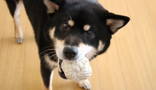 黒柴大福まめは家犬？