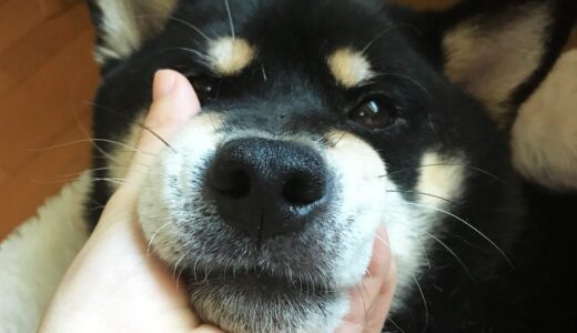 黒柴大福まめのお鼻をさわっていたら…