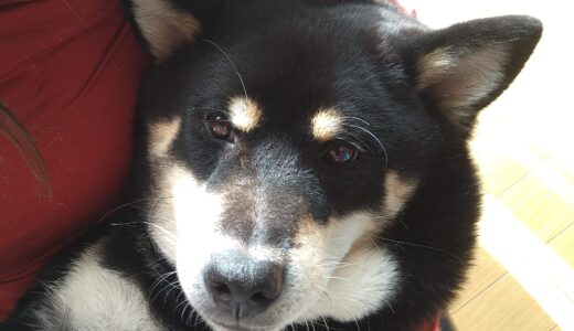 抱っこされて眠くなった黒柴大福まめ