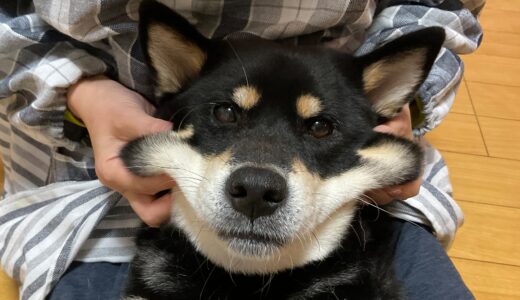 黒柴大福まめのほっぺはプニプニしてる