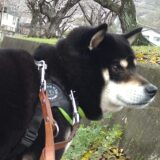 【2023年春】黒柴大福まめとお花見