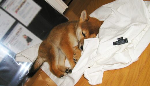 18年前の柴犬 空まめ